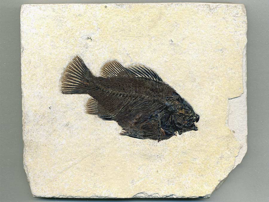 versteinerter Fisch aus
                      Wyoming (Knochenfisch)