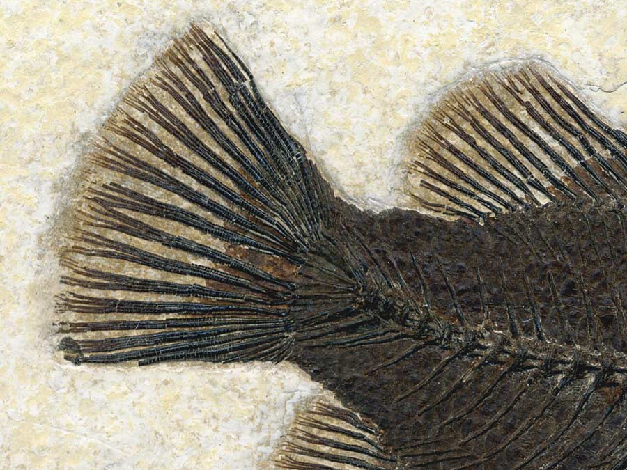 versteinerter Fisch aus
                      Wyoming (Knochenfisch)