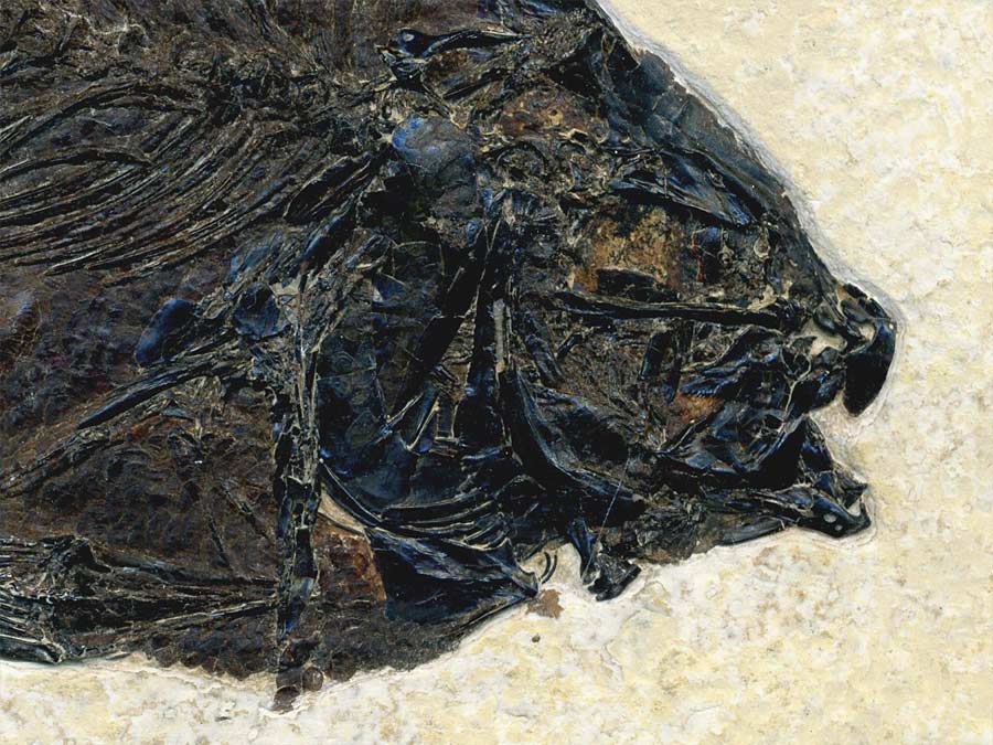 versteinerter Fisch aus
                      Wyoming (Knochenfisch)