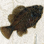 versteinerter Fische aus Wyoming