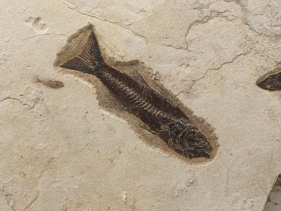 versteinerter Fisch aus Wyoming (Knightia eocaena)