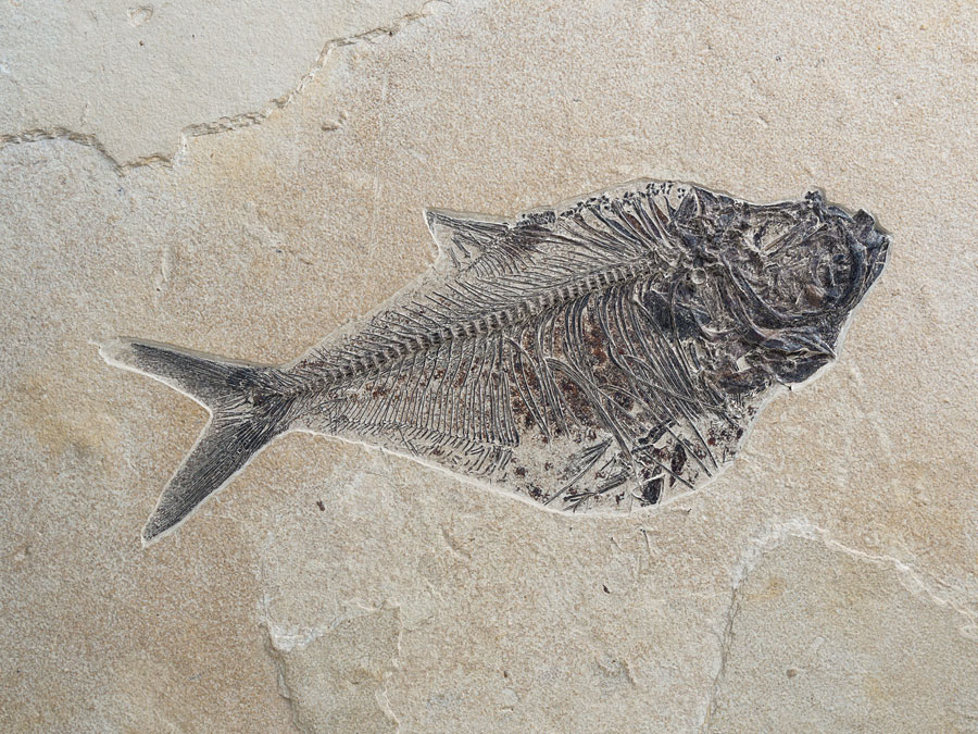 versteinerter Fisch aus Wyoming (Knightia eocaena)