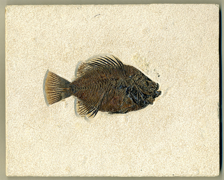 versteinerter Fisch aus
                      Wyoming (Barsch)