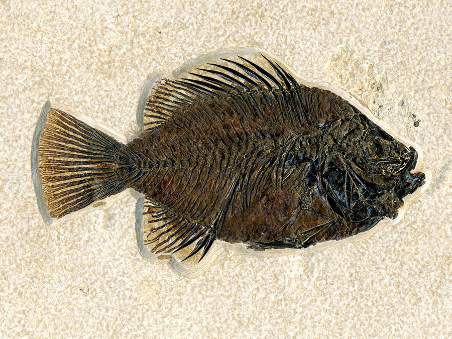 versteinerter Fisch aus
                      Wyoming (Barsch)