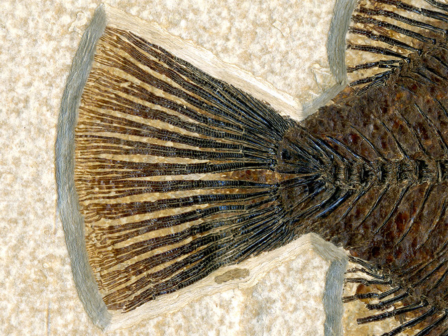 versteinerter Fisch aus
                      Wyoming (Barsch)