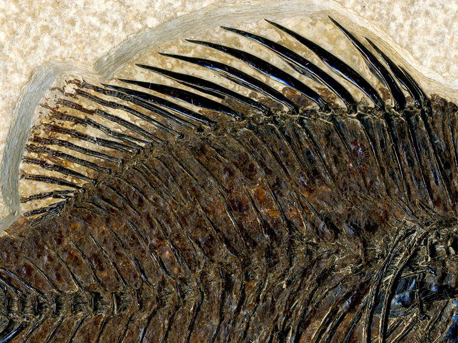 versteinerter Fisch aus
                      Wyoming (Barsch)