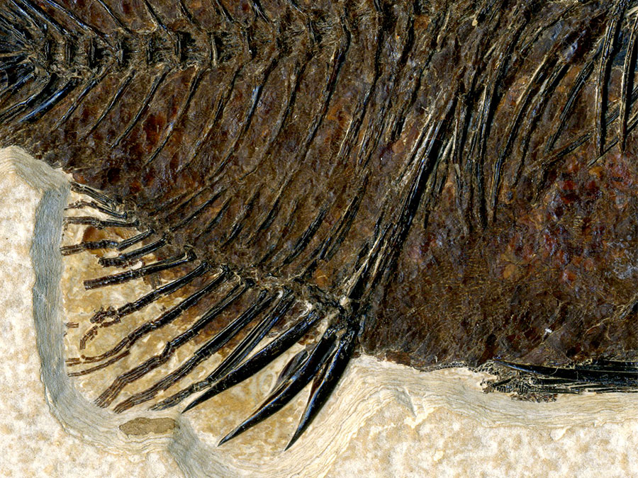 versteinerter Fisch aus
                      Wyoming (Barsch)