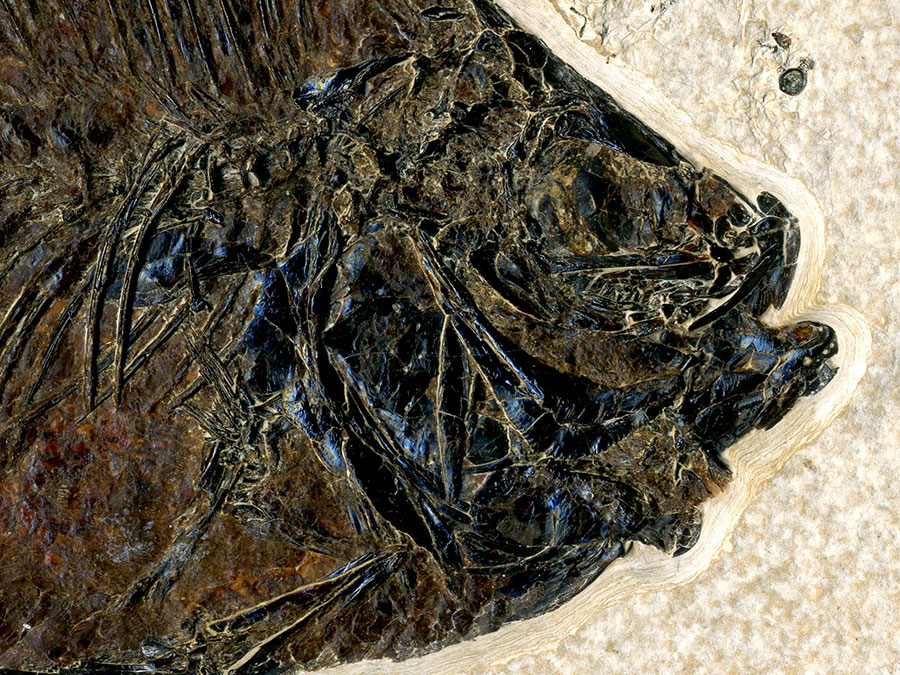 versteinerter Fisch aus
                      Wyoming (Barsch)