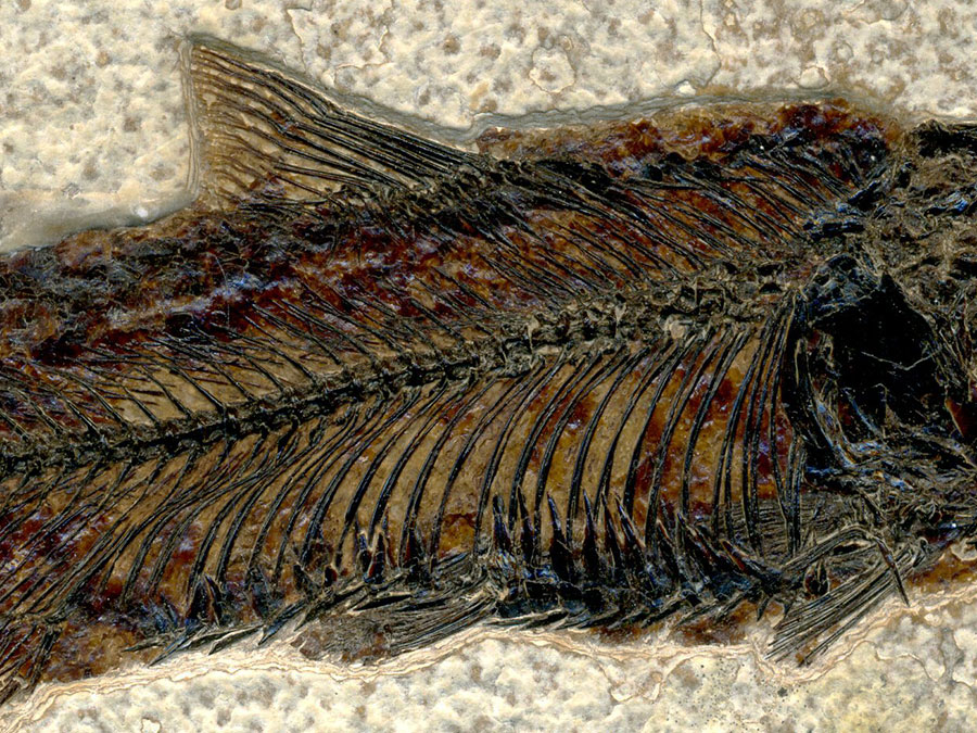 versteinerter Fisch aus Wyoming (Knochenfisch)