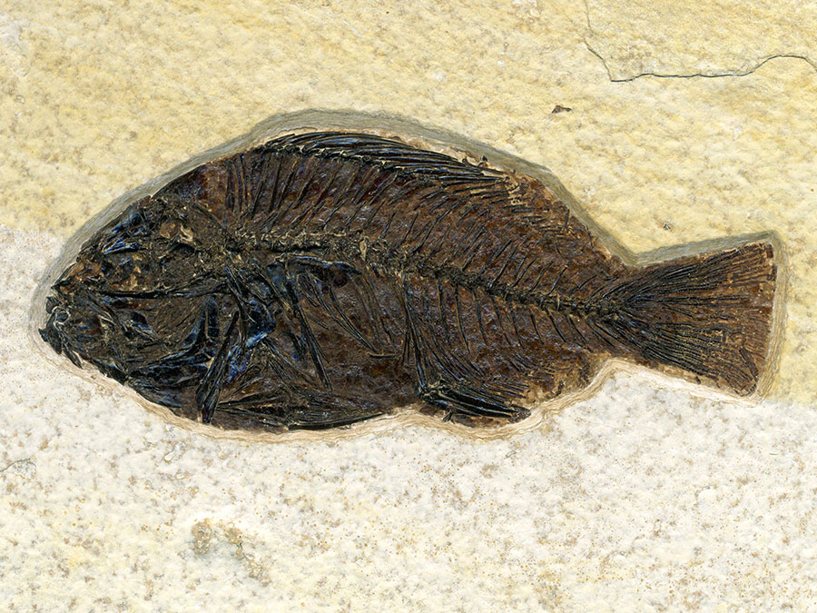 versteinerter Fisch aus Wyoming (Barsch)