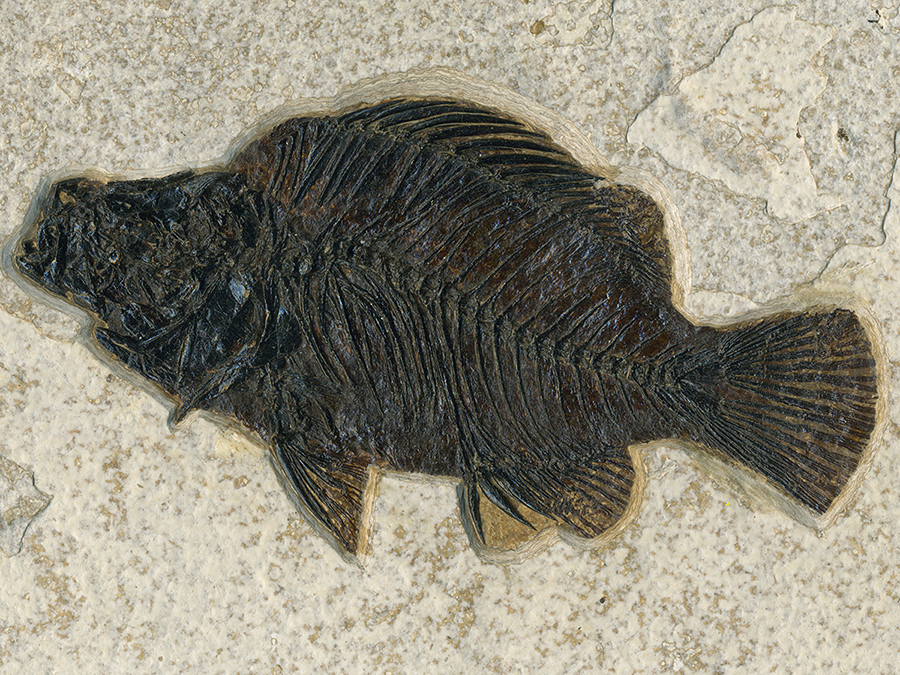 Barsch: Priscacara liops