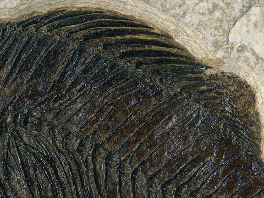 Barsch: Priscacara liops