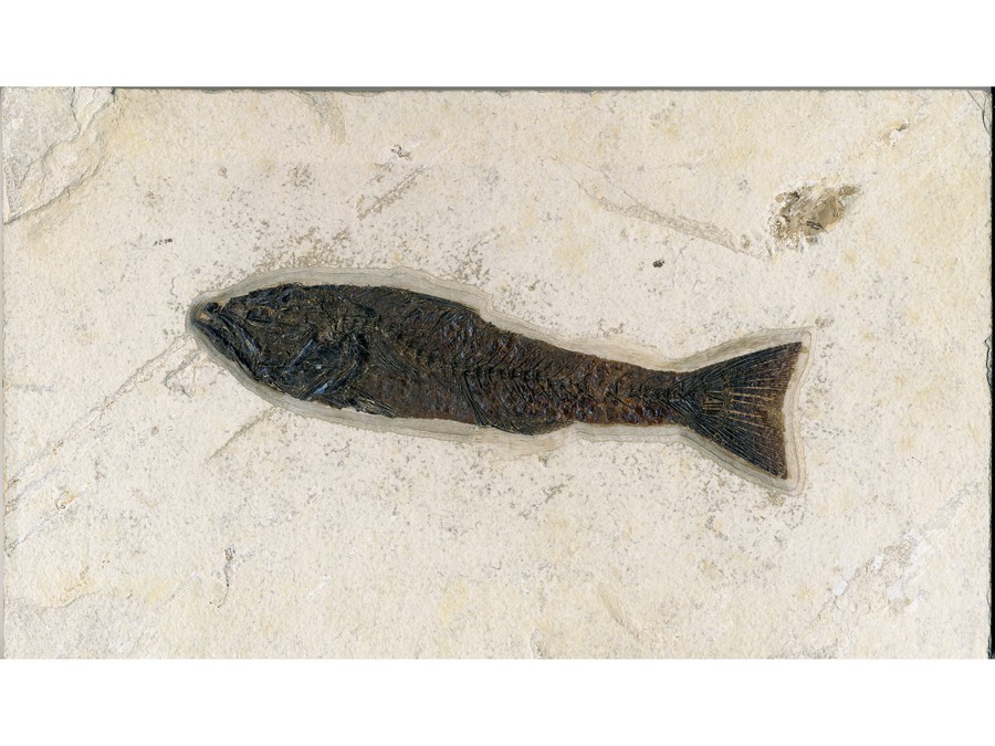 Raubfisch: Mioplosus