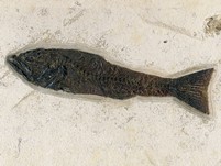 Raubfisch: Mioplosus