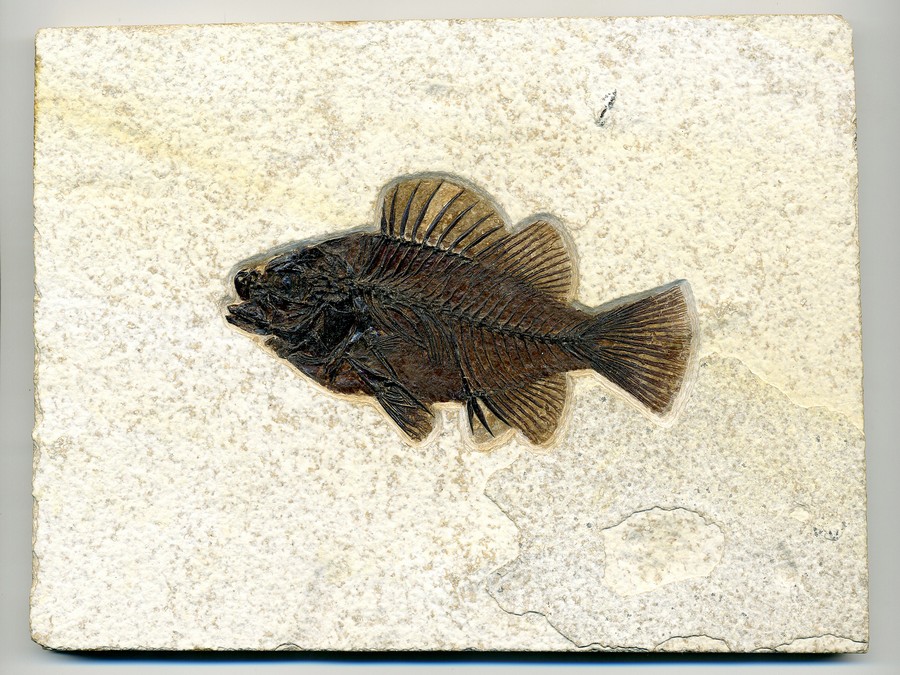 Barsch:
                    Priscacara liops