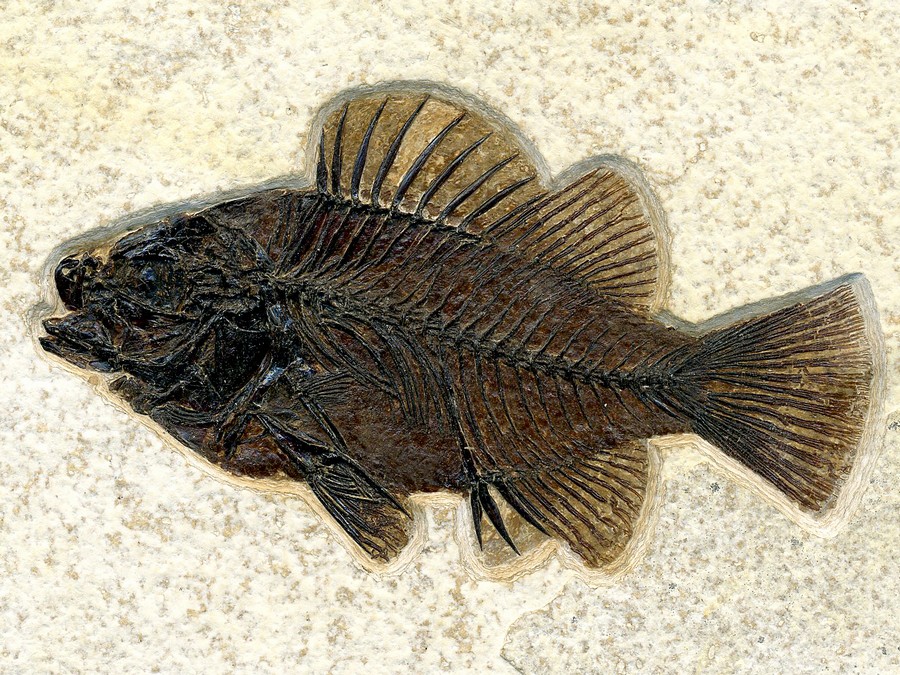 Barsch: Priscacara liops