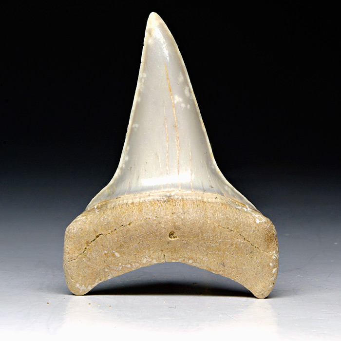 Haizahn: Isurus hastalis (Mako-Hai)