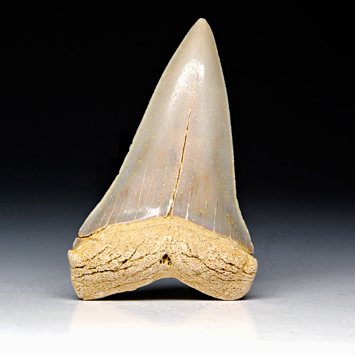 Haizahn: Isurus hastalis (Mako-Hai)