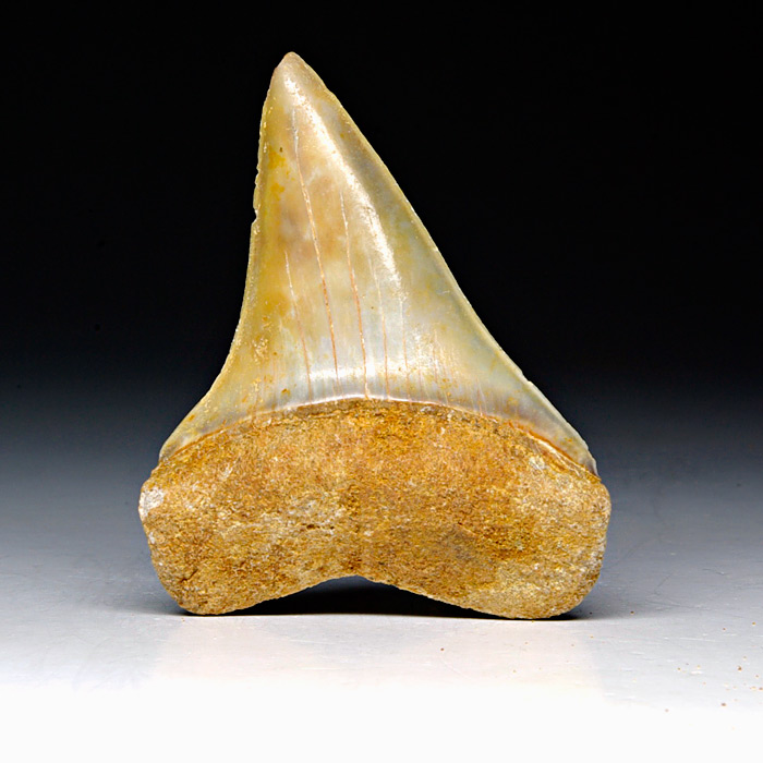 Haizahn: Isurus hastalis (Mako-Hai)