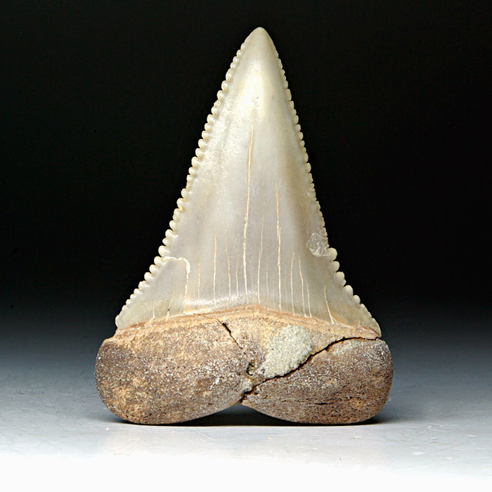 Carcharodon carcharis, Groer Weier Hai