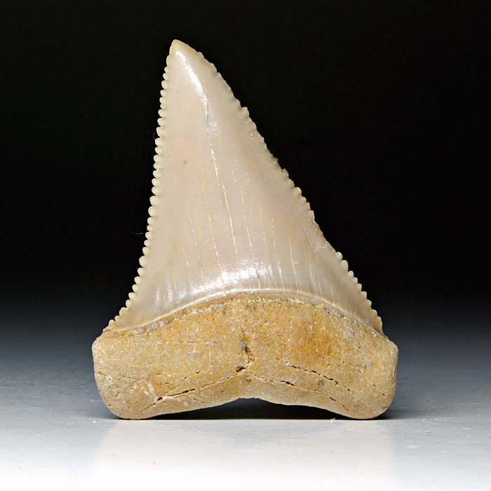 Carcharodon carcharis, Groer Weier Hai