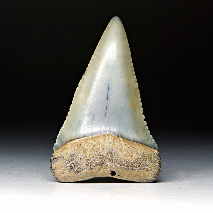 Carcharodon carcharis, Groer Weier Hai
