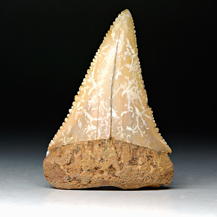 Carcharodon carcharis, Groer Weier Hai