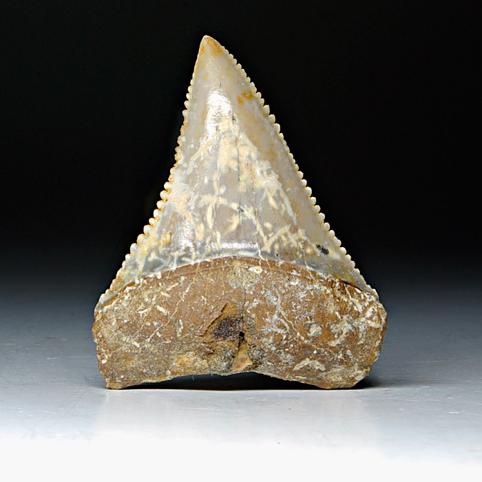 Carcharodon carcharis, Groer Weier Hai