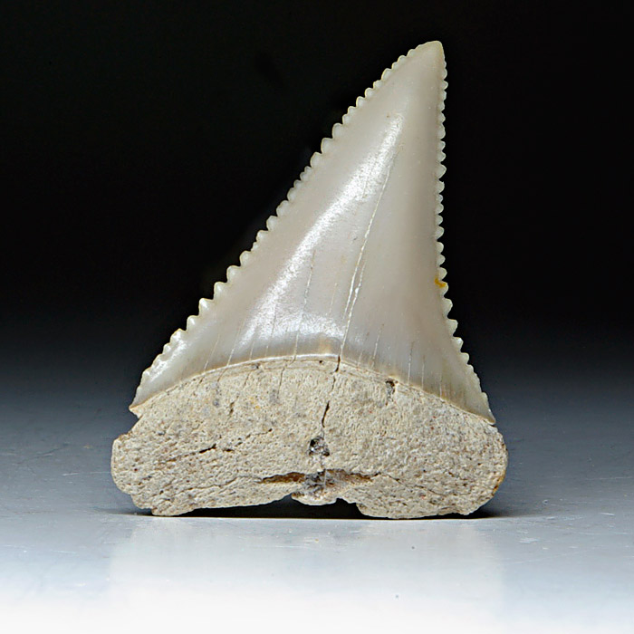 Carcharodon carcharis, Groer Weier Hai