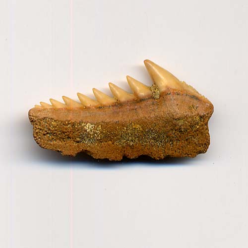 Haizahn, Hexanchus gigas