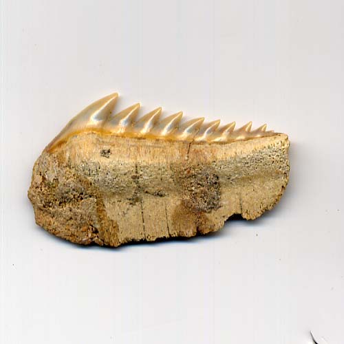 Haizahn, Hexanchus gigas