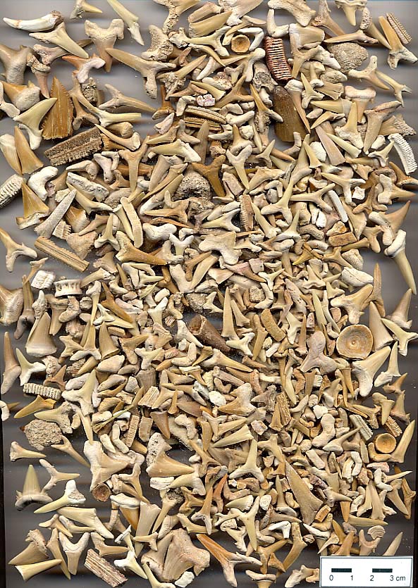 Haizahn aus Marokko, Kiloware, normale Qualitt