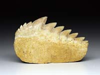 Haifischzahn aus Marokko, Notidanon loozi