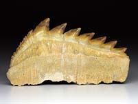 Haifischzahn aus Marokko, Notidanon loozi