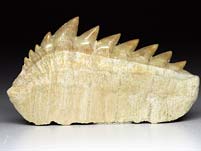 Haifischzahn aus Marokko, Notidanon loozi