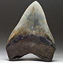 Zhne vom grten Hai der Erdgeschichte: Megalodon