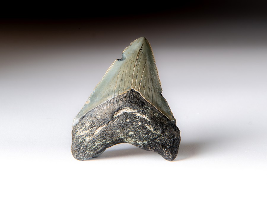 Megalodon-Zahn