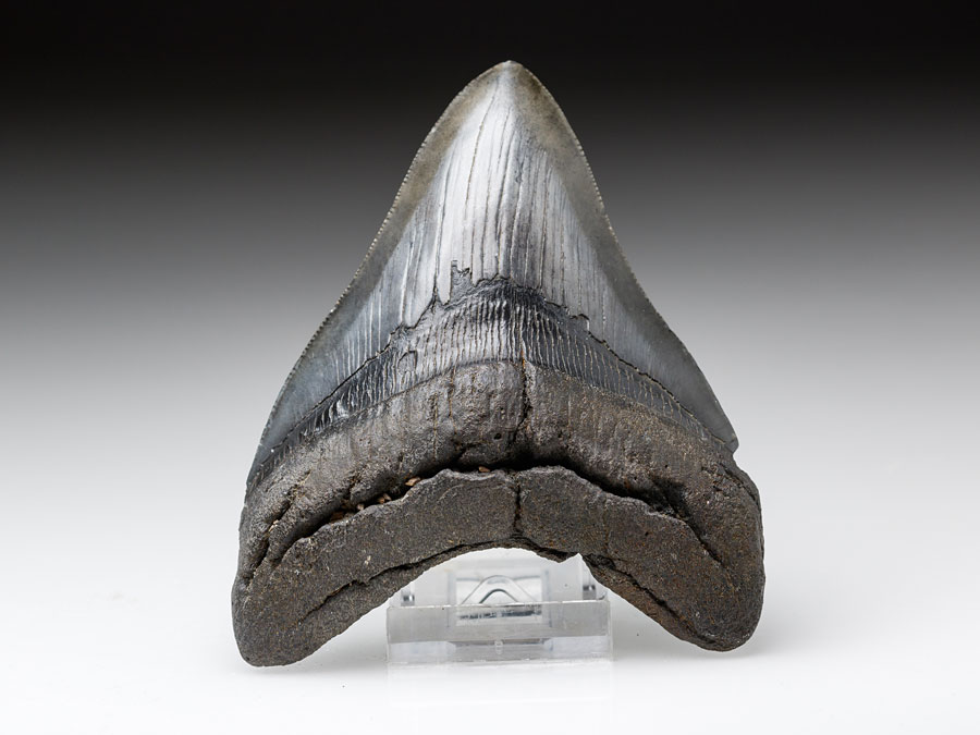 groer Megalodon-Zahn