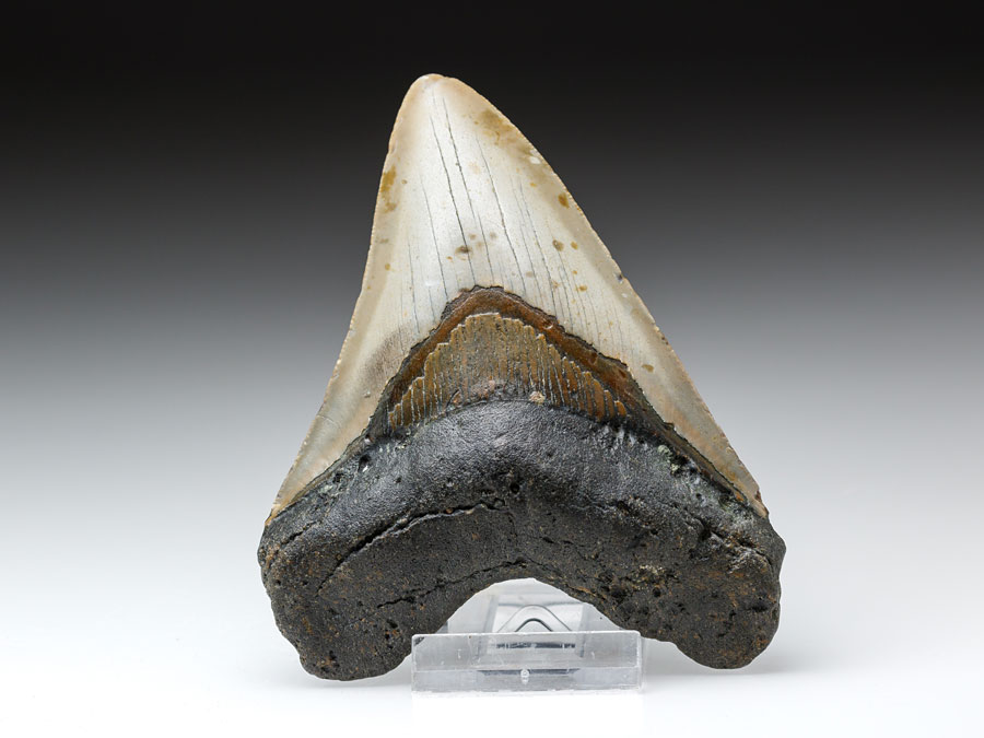 groer Megalodon-Zahn
