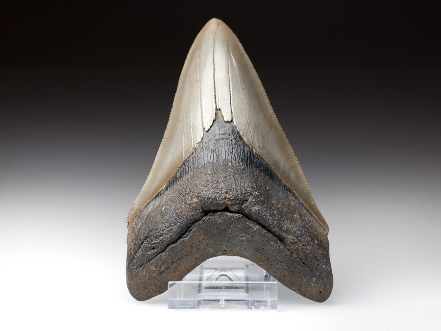 gro�er Megalodon-Zahn