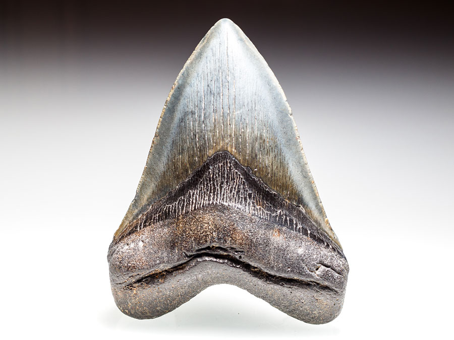 Megalodon-Zahn