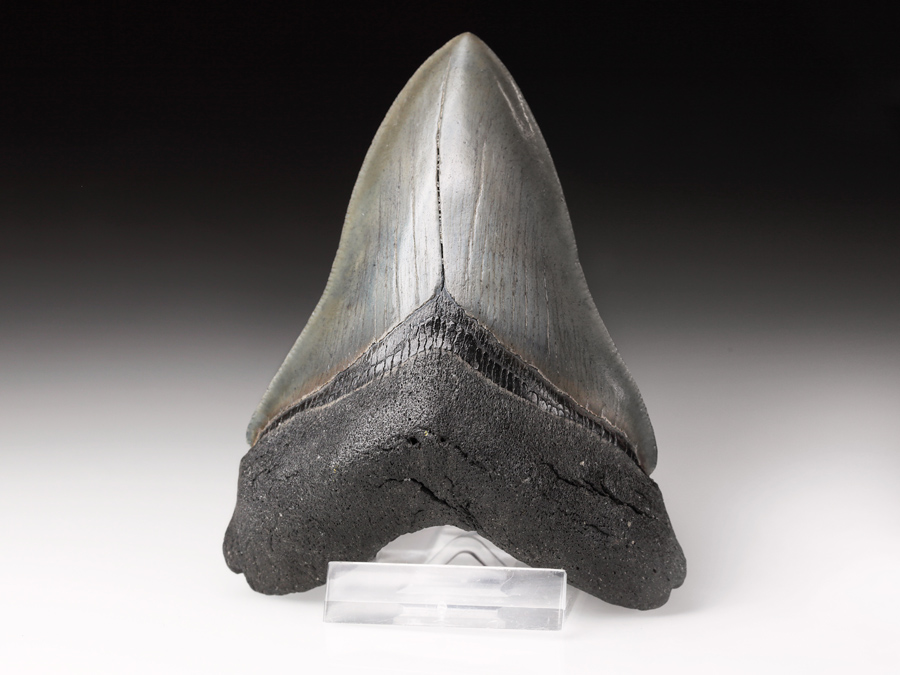 Megalodon-Zahn