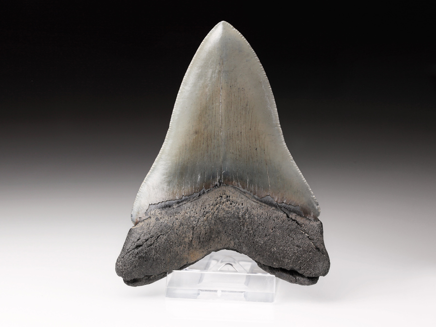 Megalodon-Zahn