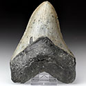 Megalodon-Zhne aus Amerika