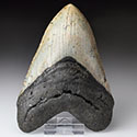 Megalodon-Zhne aus Amerika