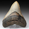 Megalodon-Zhne aus Amerika