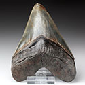 Megalodon-Zhne aus Amerika