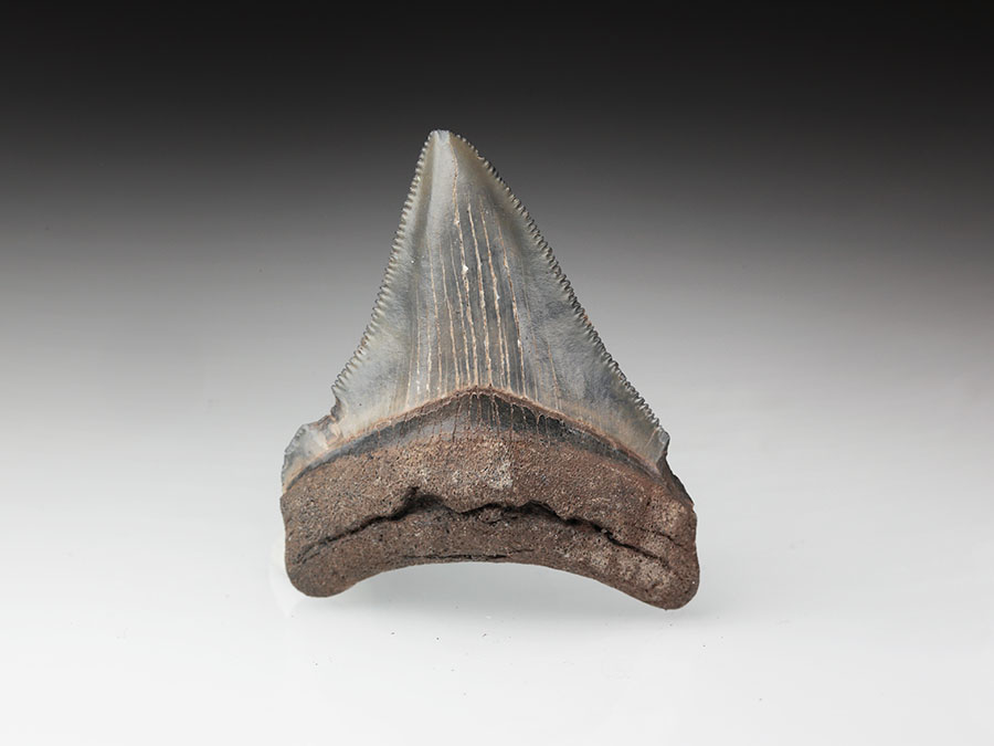 kleiner Megalodon-Zahn mit Serration