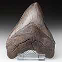 Megalodon-Zhne aus Amerika