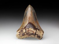 Megalodon-Zahn mit Serration